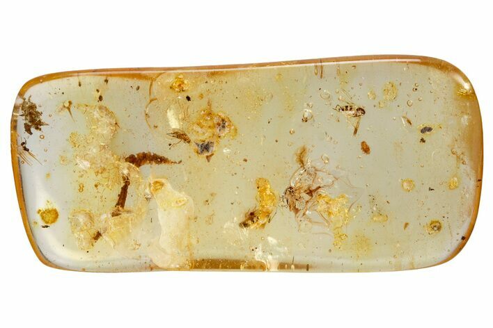 Polished Colombian Copal ( g) - Contains Insects/Arachnid! #326723